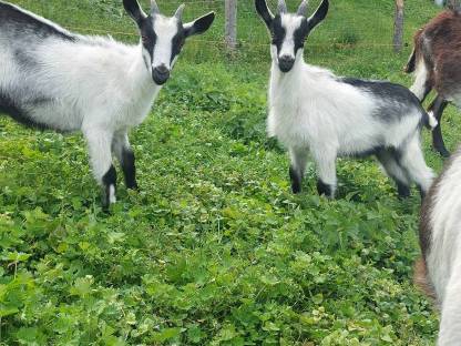 Bild 2:Pfauenziegenkitze