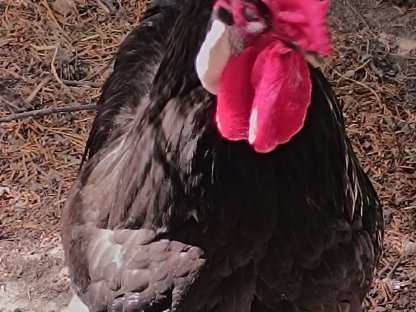 Bild 2:Barbieuxhähne