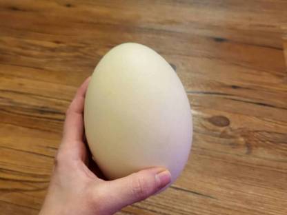 Bild 6:Ausgeblasene Nandueier