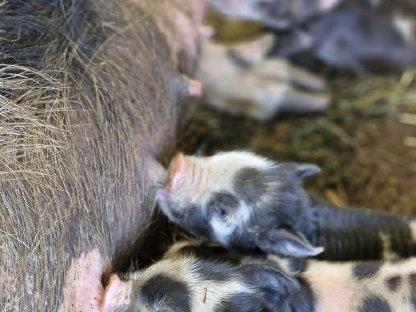 Kune Kune Schweine