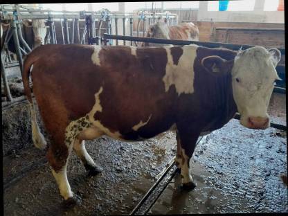 Bild 8:Bio FL-RF-Erstlingskühe aus Aufzuchtbetrieb