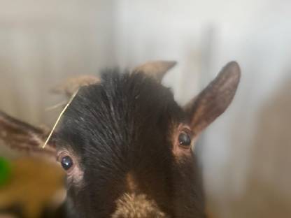 Bild 4:Holländische Zwergziegen