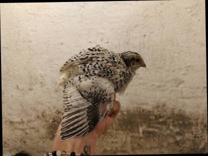 Bild 4:Wachteln, Wachtelküken, Bruteier, Speiseeier