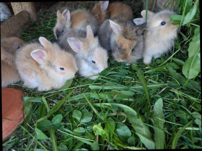 Bild 9:Löwenkopf Zwergkaninchen zu verkaufen