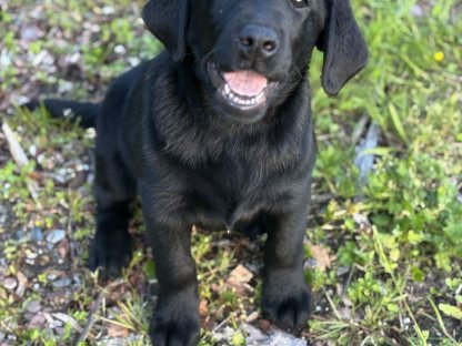 Labrador Welpen mit Ahnentafel
