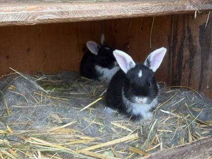 Kaninchen