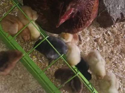 Bild 4:Naturbunte Bruteier - Grünleger, Blauleger, Marans, bunte Eier