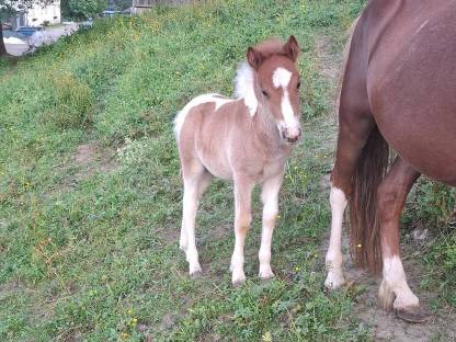 Bild 6:Ponyhengst ab Herbst abzugeben