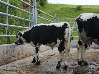 Bild 5:Pustertaler Sprinzen Stierkalb