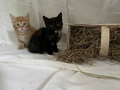Katzen - Süße Bauernhofkatzen zu verkaufen