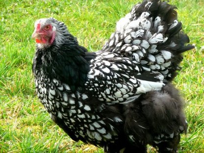 Bruteier Brahma silberschwarz gesäumt