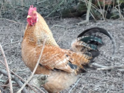 Bild 4:Waidhofen/Thaya: Hahn sucht Hennen