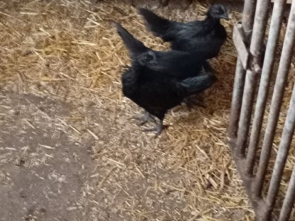 Bild 6:Ayam Cemani