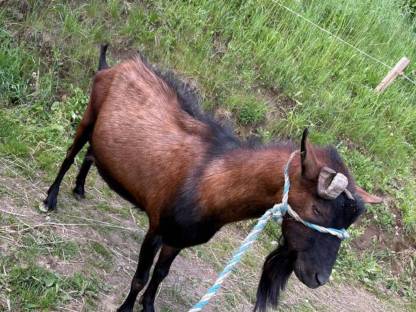 Bild 2:Verkaufe Gämsfarbiger Gebirgsziegenbock