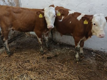 Bild 3:Fleckvieh-Fresser, männlich