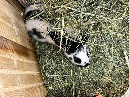 Bild 4:Deutsche Riesen