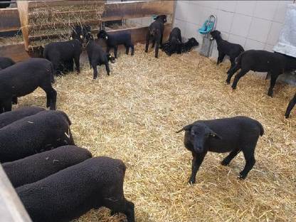 Bild 2:Bio Jura Lämmer ab Ende August laufend abzugeben