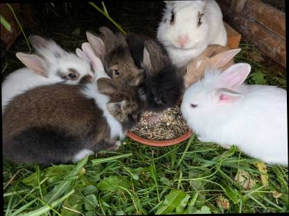 Löwenkopf Zwergkaninchen zu verkaufen