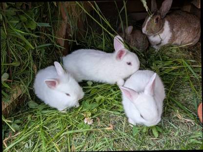 Bild 5:Löwenkopf-Zwergkaninchen in allen Farben