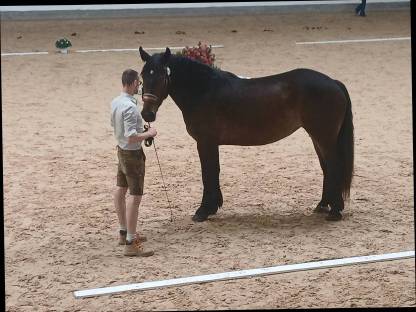 Bild 3:Noriker Stute