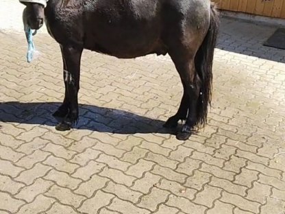 Pony Wallach