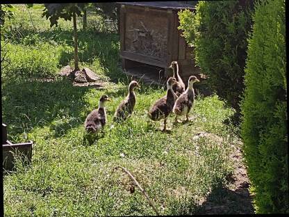 Enten