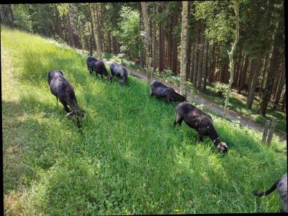 Bild 3:Krainer Steinschafe, Mutterschafe und Lämmer