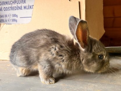 Bild 5:Belgische Riesenhasen zu verkaufen