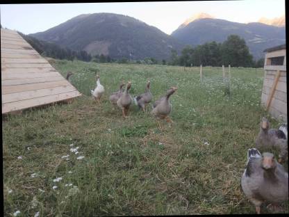 Bild 3:Junggänse abzugeben