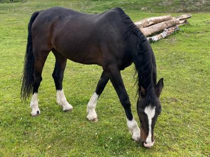 Pferd niederländisches Warmblut