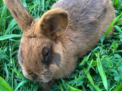 Bild 2:Havanna Hase braun Rammler