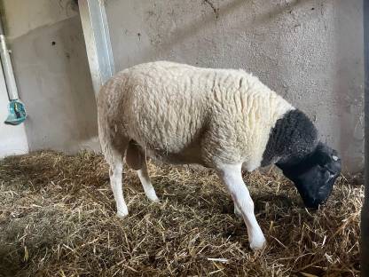 Bild 7:Reinrassige Dorper Jungböcke