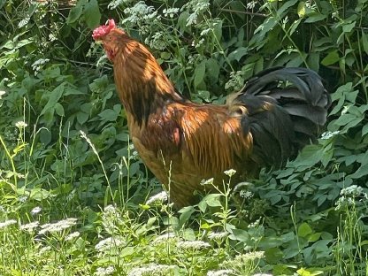 Bild 2:Huhn und Henne