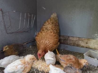 Bild 2:Verkaufe Legehenne mit Küken