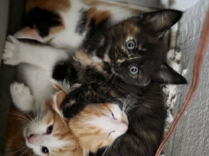 Bild 3:Wunderschöne kleine Maine Coon-Bärchen