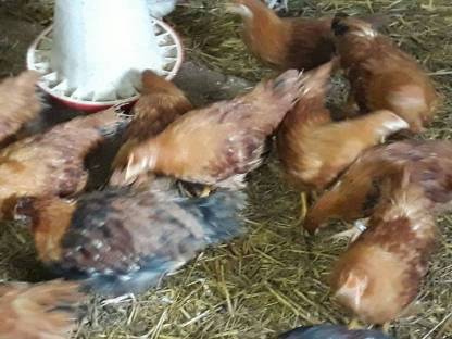 Bild 5:New Hampshire, Sulmtaler, Italiener Nachzucht 2024