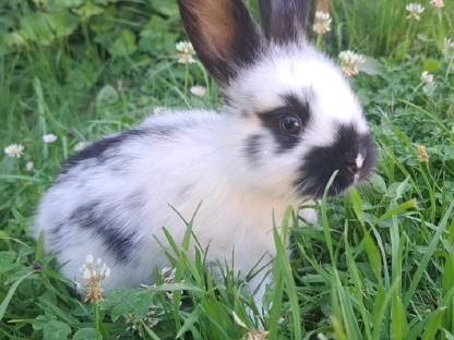 Hasen