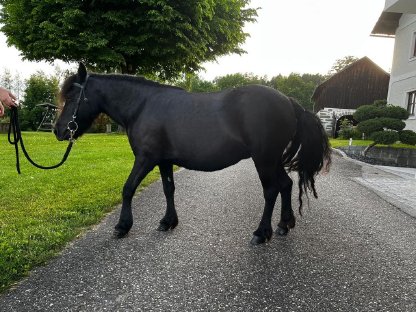 Bild 2:Verkaufe wunderschöne Shetlandpony-Stute