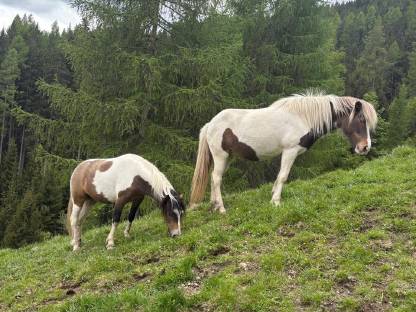 Ponystute 2-jährig