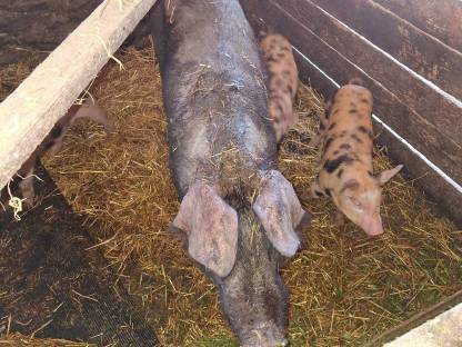 Muttersau Duroc x Pietrain