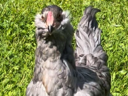 Ameraucana/Blumen Hahn