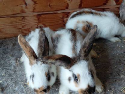 Rheinische Schecken,Fleischhasen,Kaninchen,Japner