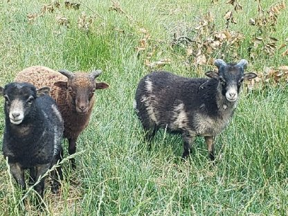 Bild 2:Quessant Schafe