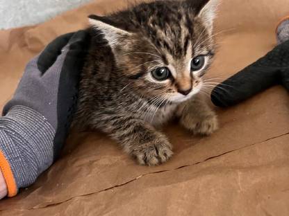Baby Katzen