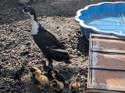 Vergebe Laufenten Erpel und Ente inkl. Küken