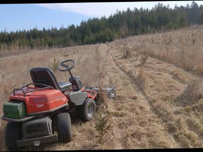 Bild 7:Holzschlägerung