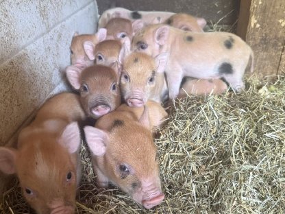 Mini Schweine