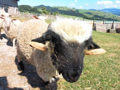 Bild 4:Walliser Schwarznasenschafe