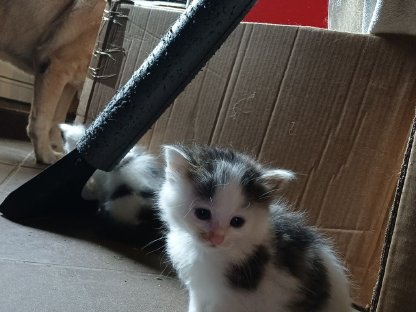 Katzen