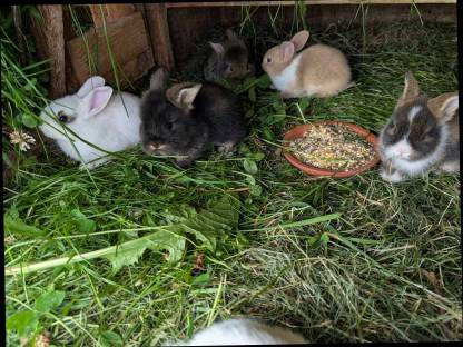 Bild 8:Laufend Zwergkaninchen in allen Farben zu vergeben